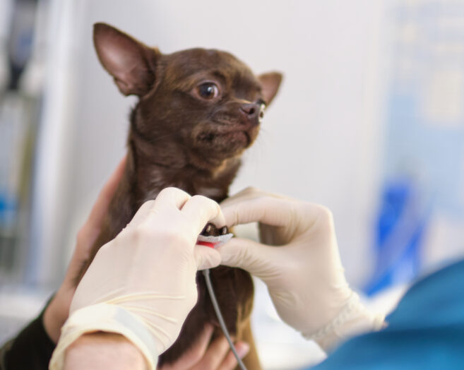 KoniczynaVET - Weterynarz Warszawa - veterinarian shaves a small dog to connect electro 2023 11 27 05 35 01 utc